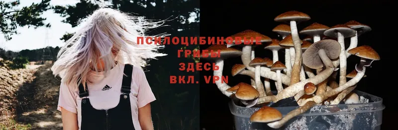 как найти   Кировград  kraken ССЫЛКА  Псилоцибиновые грибы MAGIC MUSHROOMS 